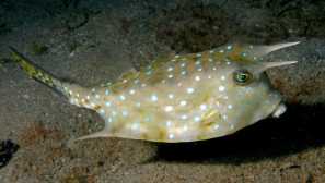 Мир в океанския океан океан скат акула риба жаба, спинорого пикасо, хирургска риба